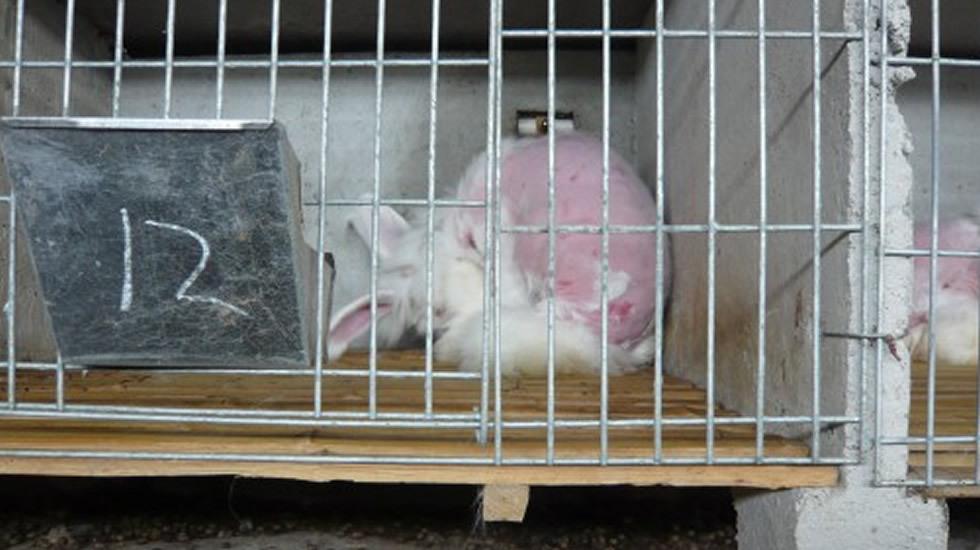PartidoPACMA's tweet photo. Inditex renuncia a la lana de angora porque los conejos sufren tortura http://t.co/lLcd9t5pHd http://t.co/I52if7KZqt