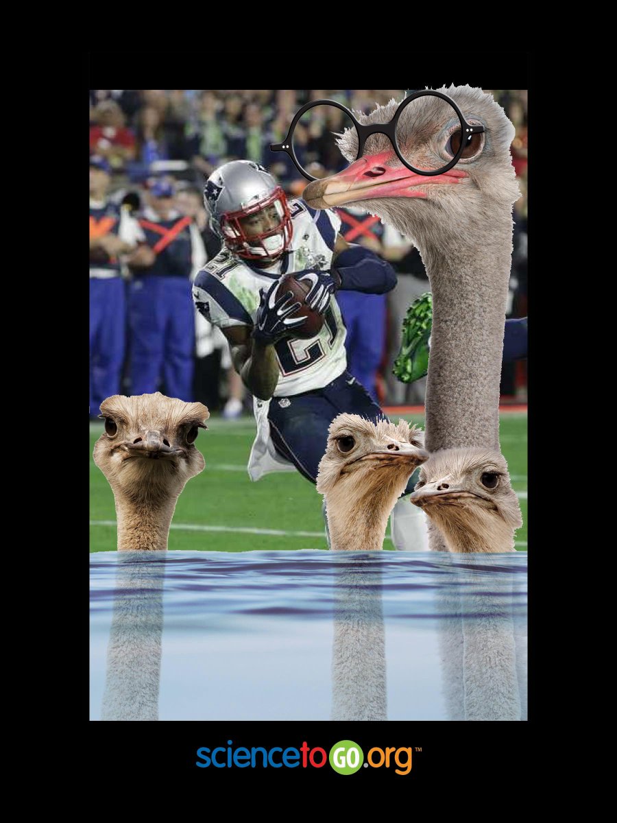 Just like the Pats were prepared to win <a href="/BostonOstrich/">Ozzie the Ostrich</a> preps the Hub to #ActOnClimate. Great talking w #WHChamps yday