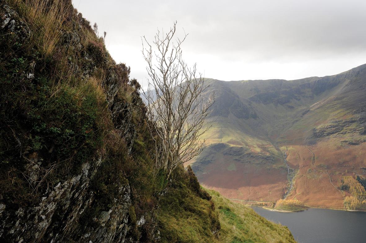 rivergreta's tweet photo. A hardy little Rowan on a Buttermere crag was probably Alfred Wainwright's favourite tree in the Lakes. http://t.co/ueNiLp6tJ1