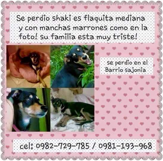 MarisLlorens's tweet photo. Ayudemos a que vuelva a su hogar por favor. Rt http://t.co/MTYUh8iCbi