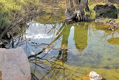 Milenio's tweet photo. Reportan 270 casos por río contaminado en Sonora http://t.co/gK0OqAQVkF http://t.co/fmKDmwfuII