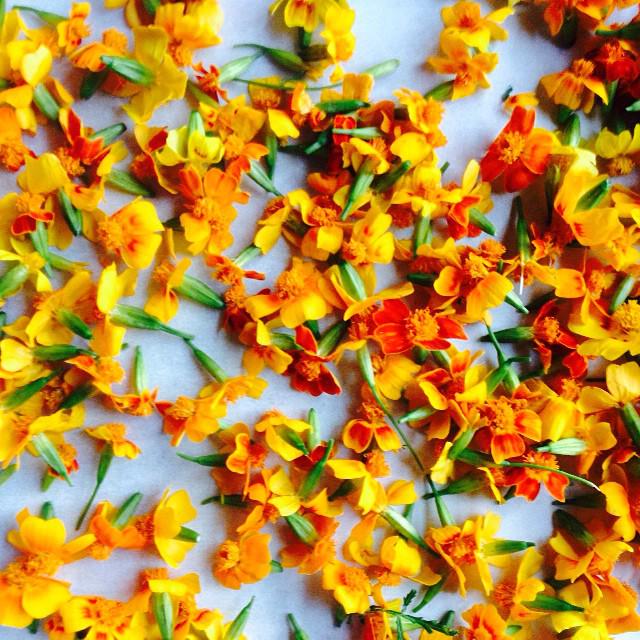 DinnerLab's tweet photo. Nothing like some edible flowers to lighten up #dinnerlabDC via @ChefAnichols #signsofspring http://t.co/WRSIPenQ5d