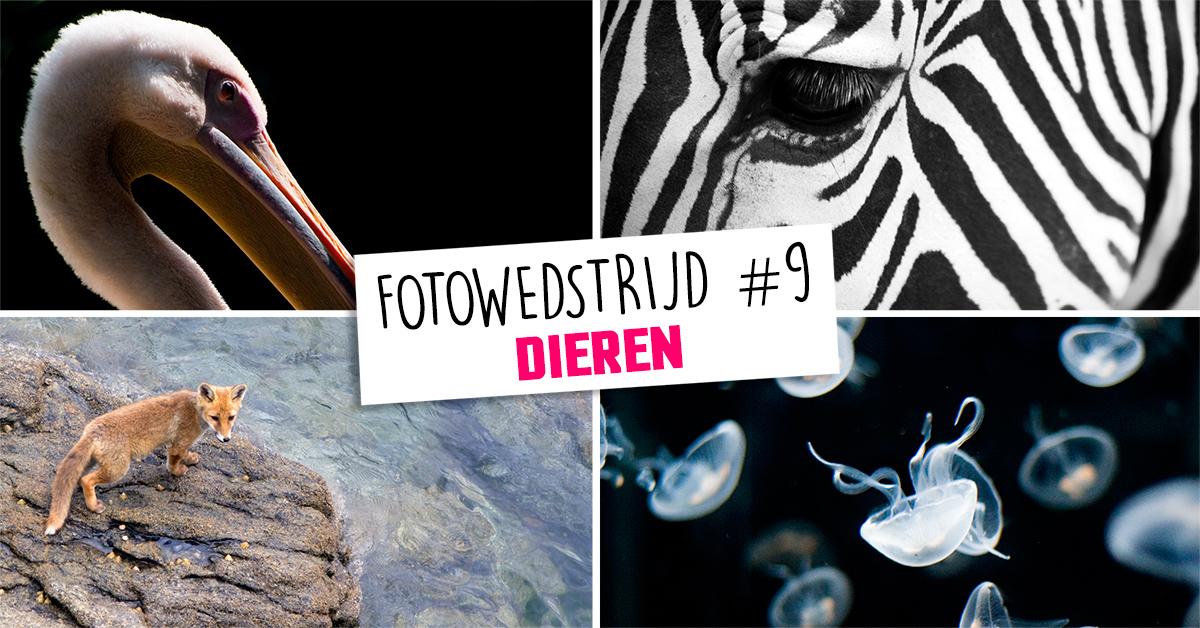 CanonNederland's tweet photo. Heb jij een dieren #foto?Doe mee!http://t.co/IS7gZkyead en win #PowerShot #G1X #MarkII of #SELPHY #CP910 fotoprinter! http://t.co/VRBXDEmPZa