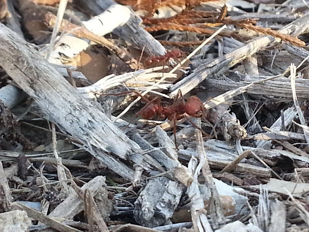 UrbanIPM's tweet photo. It's the first #insectquiz  Do you know what the insect is? Later this week I will identify &amp; give info.  Have fun! http://t.co/V4uPRDDpTb