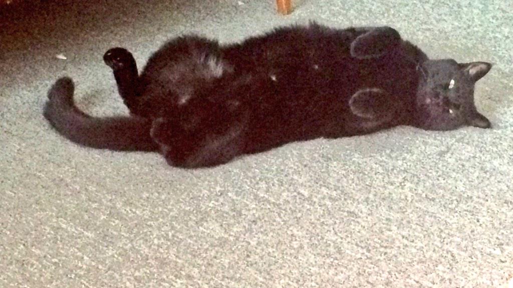 Olivia_Monster_'s tweet image. #fluffing ps those are just bits of scratching post on the floor...he went hard 😹 @BabsMistake @yelldd