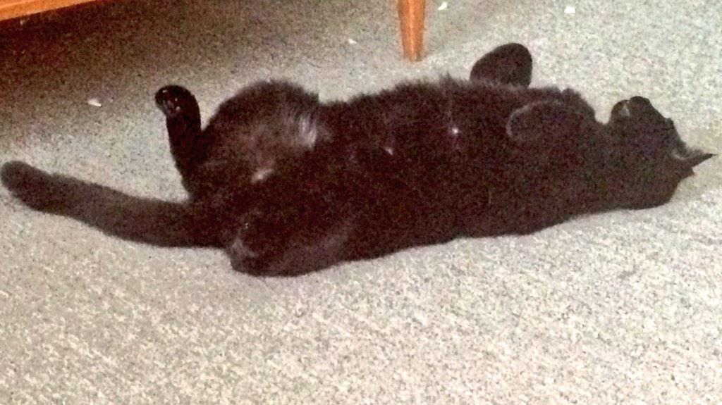 Olivia_Monster_'s tweet image. #fluffing ps those are just bits of scratching post on the floor...he went hard 😹 @BabsMistake @yelldd