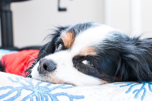 Tyba's tweet photo. A big shoutout to @neveremptyapp and their little furry friend! Thanks for having us over today #startups #pets #dog http://t.co/lBnpihiEDd