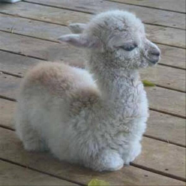 Cryptoaldia's tweet photo. Una llama de bebé :) http://t.co/2ltArabRAA