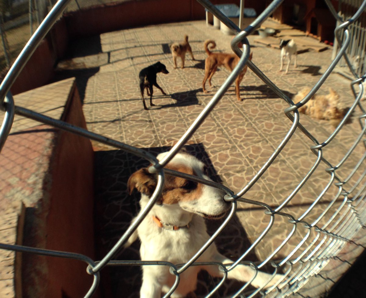 abigailarmen's tweet photo. Nova campanya d'acolliment temporal durant els mesos de fred a la #ProtectoraSabadell
http://t.co/6JieNIQ778 http://t.co/fwtJSsGstO
