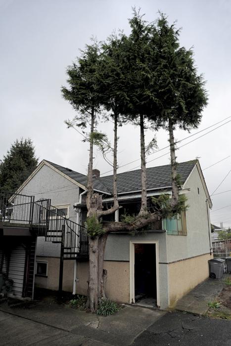 iRepostReddit's tweet photo. Title - Trees on a tree. Score - 3076. r/mildlyinteresting http://t.co/xWA4dmqFo4