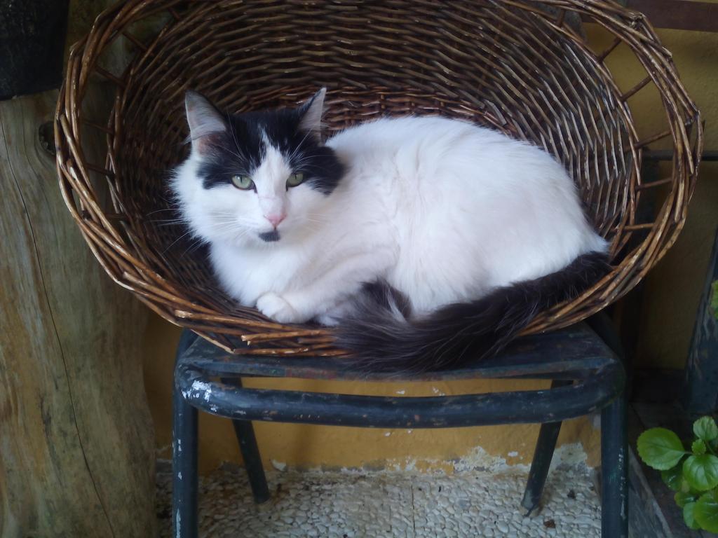 Stefania_Cruz9's tweet photo. Gato perdido hoy en adarves bajos( s.idelfonso/alcantarilla) sobre ls 16.15h @CondondeJaen @QuejasJaen @JaenDenuncia http://t.co/PzyCFZo2oU