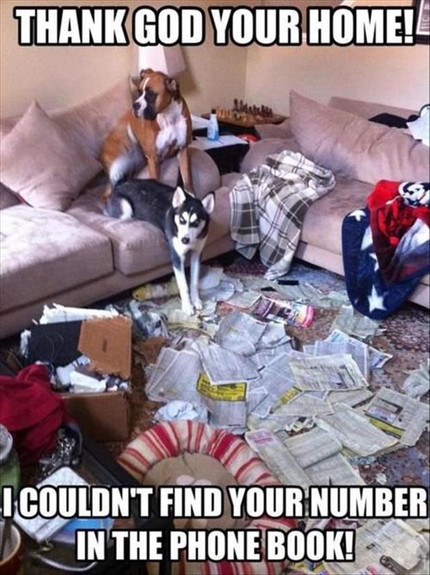 MensHumor's tweet photo. Dogs... http://t.co/RucWQNBdDD