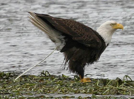 What Does Eagle Poop Look Like? 