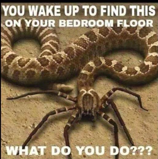 NathantfN's tweet photo. Go back to sleep http://t.co/HHRpx6dCqB