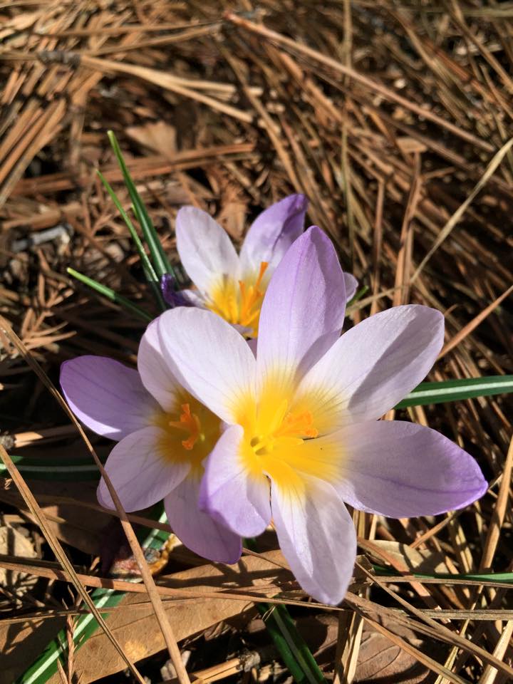 Eye Candy for the weary winter soul <a href="/SCBotGarden/">SC Botanical Garden</a>