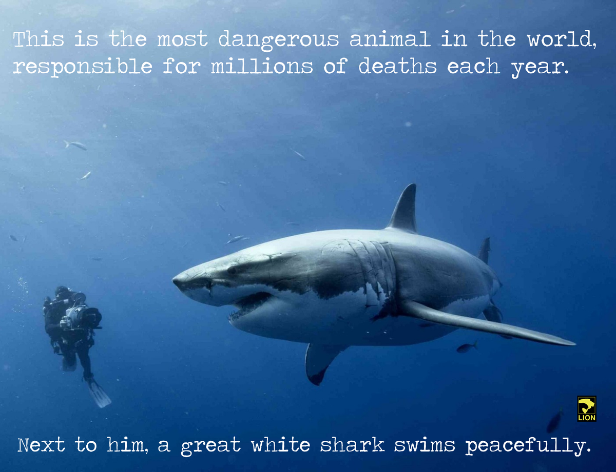 For every human killed by a shark, humans kill approximately two million sharks. #ProtectSharks