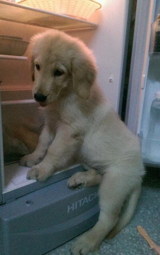 basicwhytechick's tweet photo. baby golden retriever realizes he can't fit in his old place anymore... http://t.co/QZharMJuvV