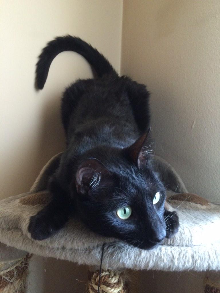 KittyCarterMeow's tweet photo. What is this cat even doing?! What is this?! Lmao!! #weirdo #catsbeingcats #bootypose http://t.co/r1CchMpmLb