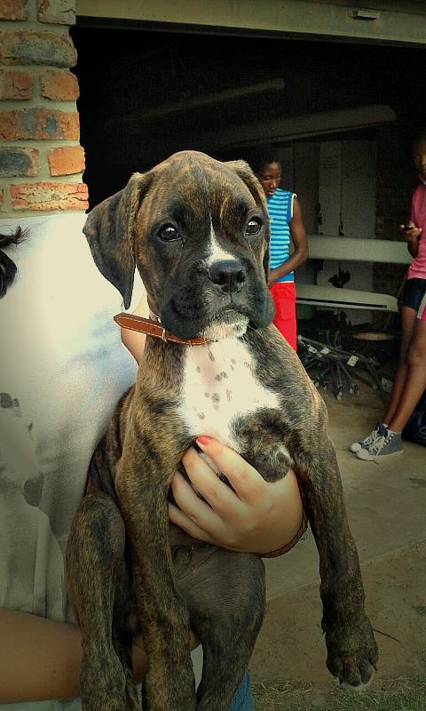 MadibazRowing's tweet photo. Meet our newest rowing club member, Tosh. @Madibaz4U #puppy #boxerpup #RowingDog #rowing #dog #woof http://t.co/qqYQOIw8P0