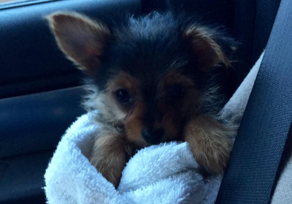 JCchillin96's tweet photo. welcome to the family Piper 💕 http://t.co/F64YvhXjtV