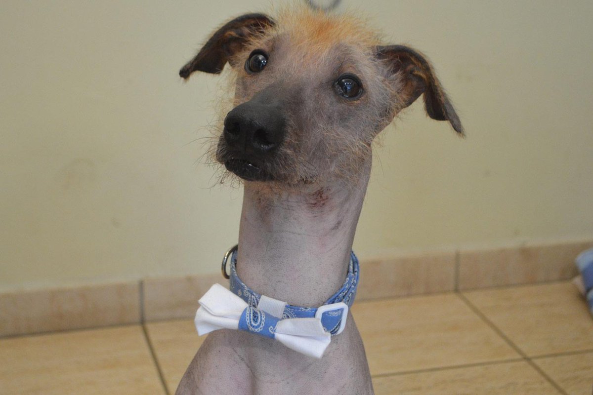 The Undateables: @BDCH shows off unfortunate animals in need of new home this Valentine's Day bit.ly/1vCyJHd