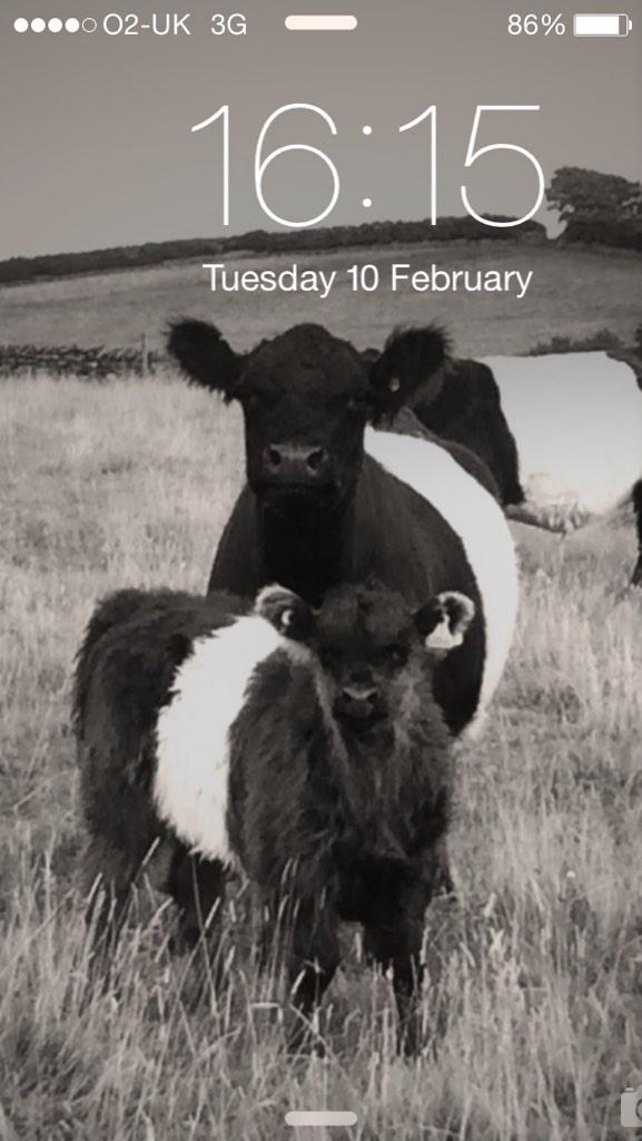 newlandfarm's tweet photo. Thanks to todays repair at #AppleExeter iPhone lives again. Grateful for the wallpaper comments #BeltedGalloway http://t.co/9rrhx8jVNs