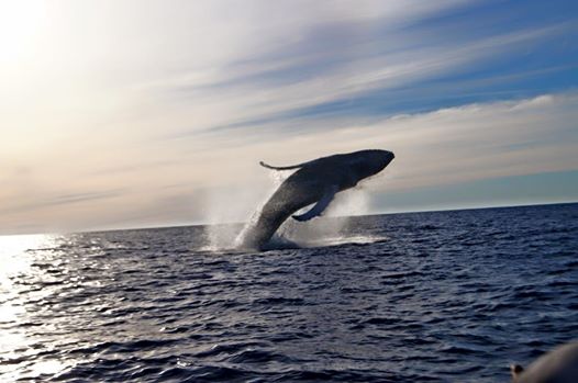 OCVLosCabos's tweet photo. Magnífica fotografía de nuestras hermosas visitantes. Gracias por compartir Hacienda Encantada Resort &amp; Spa. http://t.co/EvO0JDjLpv