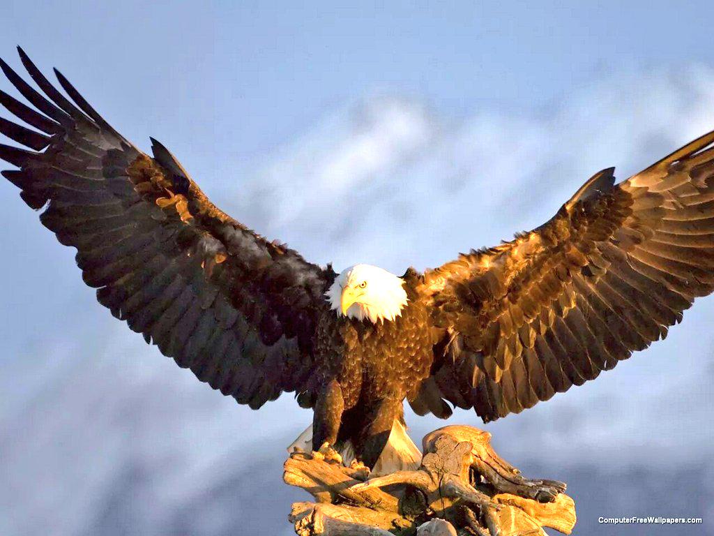 BLPtheDREAMAKER's tweet image. &quot;A Spirit of EXCELLENCE if far more profitable than a drive for success.
#TheDirtyDozen
#ExcellenceInExecution