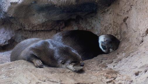 It's blustery on the Carolina coast! Snuggle up with someone you #love ! #otters