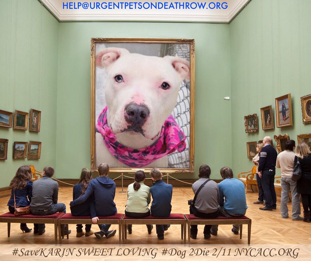 existenciala's tweet photo. RT@UrgentPart2: #SaveKARIN 4YR #Dog 2Die 2/11 @NYCACC #Adopt OR #Foster from #Rescue NHONLY
https://t.co/gTzOMmt8hN http://t.co/TrcG3vxAFN