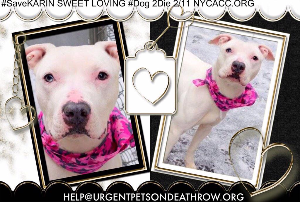 existenciala's tweet photo. RT@UrgentPart2: #SaveKARIN 4YR #Dog 2Die 2/11 @NYCACC #Adopt OR #Foster from #Rescue NHONLY
https://t.co/gTzOMmt8hN http://t.co/TrcG3vxAFN