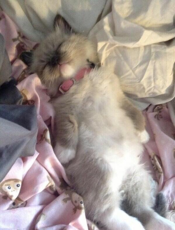 StumblerTop's tweet photo. Me when I get home from school http://t.co/dMgTpC1gOK