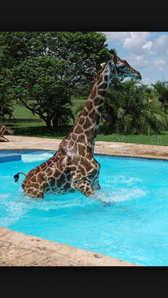 GiraffeGina's tweet photo. I'm loving the weather lately http://t.co/y5Wmi7QWRg