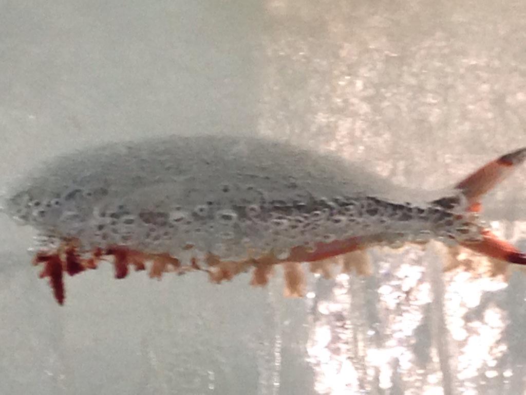 札幌雪まつり 竜宮城のつもりが血みどろ地獄に 魚の入った氷像がやばすぎる Togetter