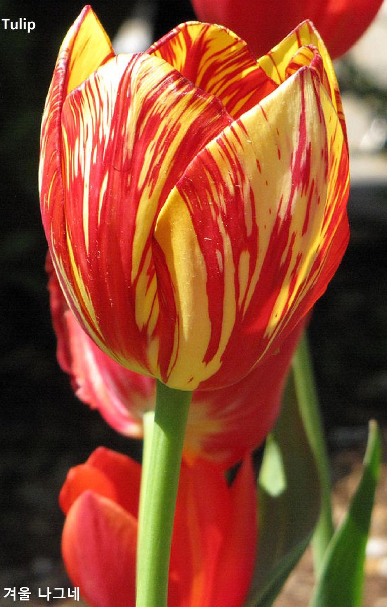 세상에는 
4가지 유형의 사람들이 있다.

사랑에 빠진 사람,
기회주의자, 방관자, 바보
그 가운데서
가장 행복한 사람이 바보다. - H.A. 텐