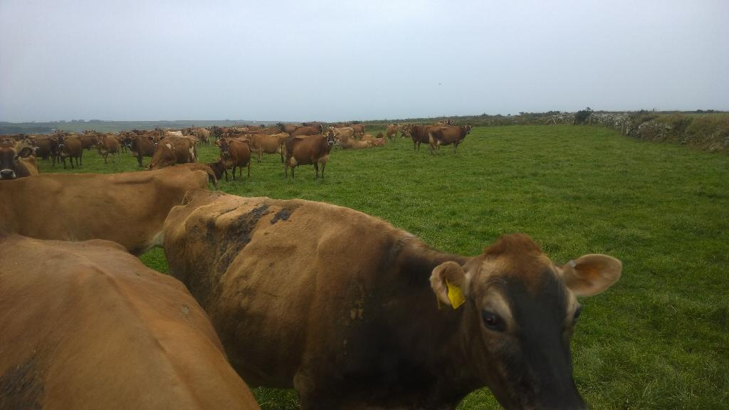 SCNutritionltd's tweet photo. These lovely Jersey girls enjoying some early spring grass at Mr Murley's Farm, Pendeen, West Cornwall. http://t.co/kwUPpZGeJT