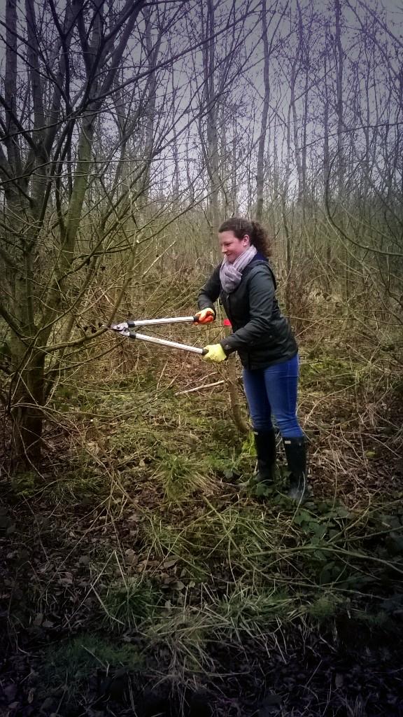 KeeleSUv's tweet photo. Live 'tree lopping' at Silverdale Country Park for Make A Difference Day #MakeADifference #Conservation #Volunteering http://t.co/GwCZepaBOa