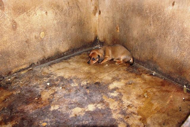 pupaid's tweet photo. Puppy farm puppies are kept in appalling conditions with little contact or experience of other dogs #wheresmum http://t.co/9V88EZnKJQ