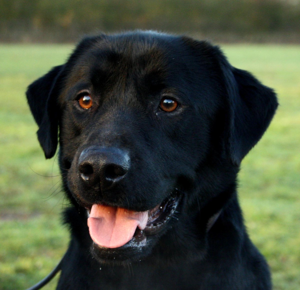 What is the most popular breed of dog in your area? wkd-uk.com/blog/what-is-t… #dogs