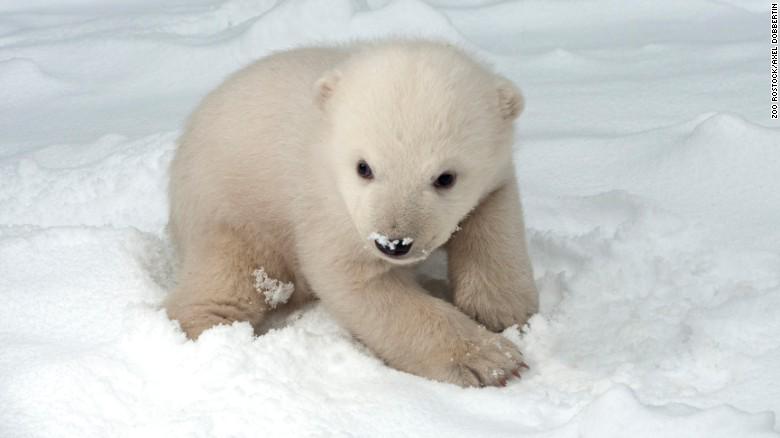 cnnasiapr's tweet image. Remember Knut, the polar bear? Now meet his adorable half-brother. cnn.it/1ybyBZJ