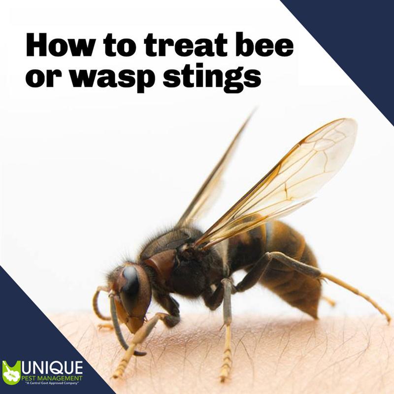 upestindia's tweet photo. How to treat Bee or Wasp Stings????Still Blinking???Check us:http://t.co/IwvRjApGQ0 #UpestIndia #Upest http://t.co/6nDHbPtTPl