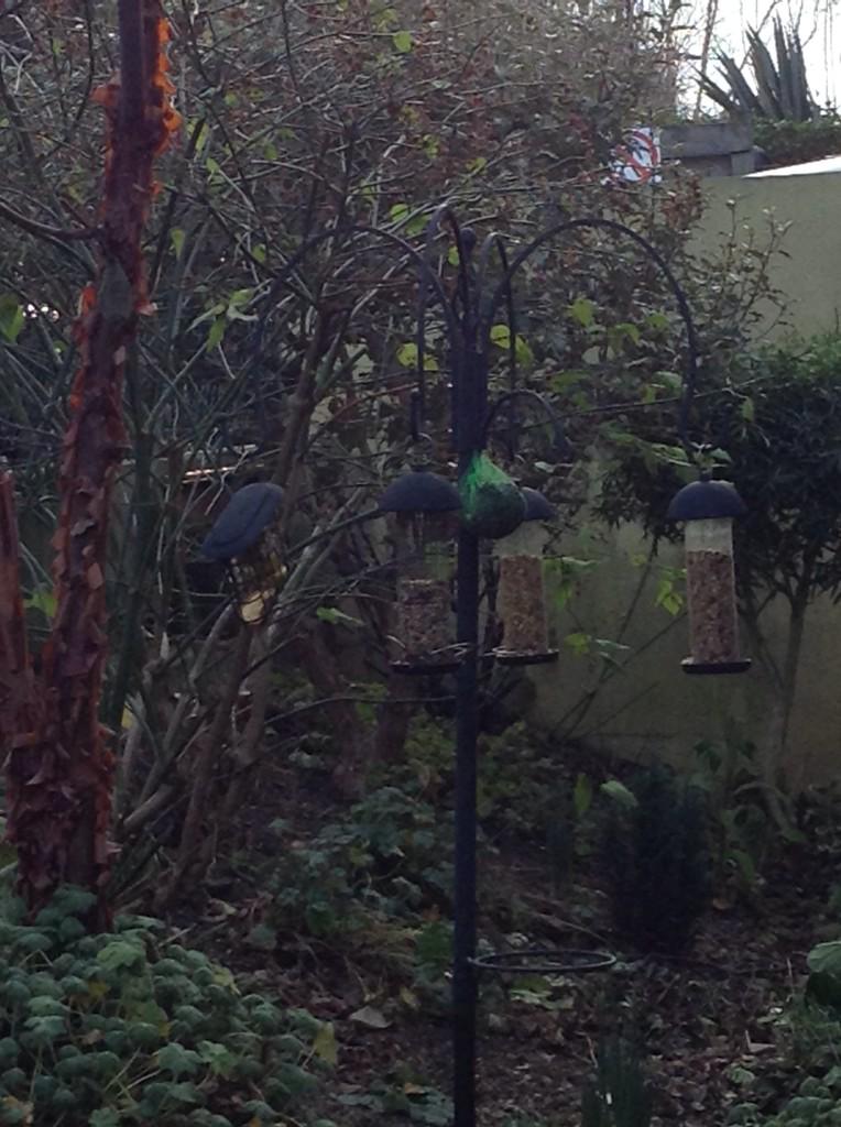 StJosephs_EYFS's tweet image. Tweet! Tweet! Our FS1 twitchers&apos; tally already this morning 1 blackbird, 2 robins and 1 blue tit! #RSPB_Learning.