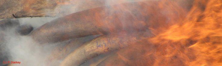 WCS Gabon Program tweet media