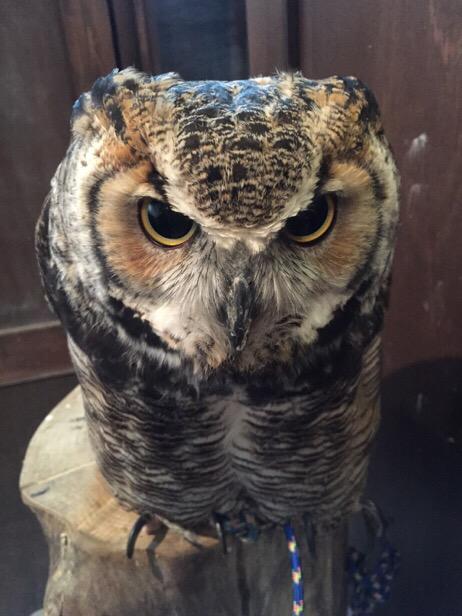 フクロウのtwitterイラスト検索結果 古い順