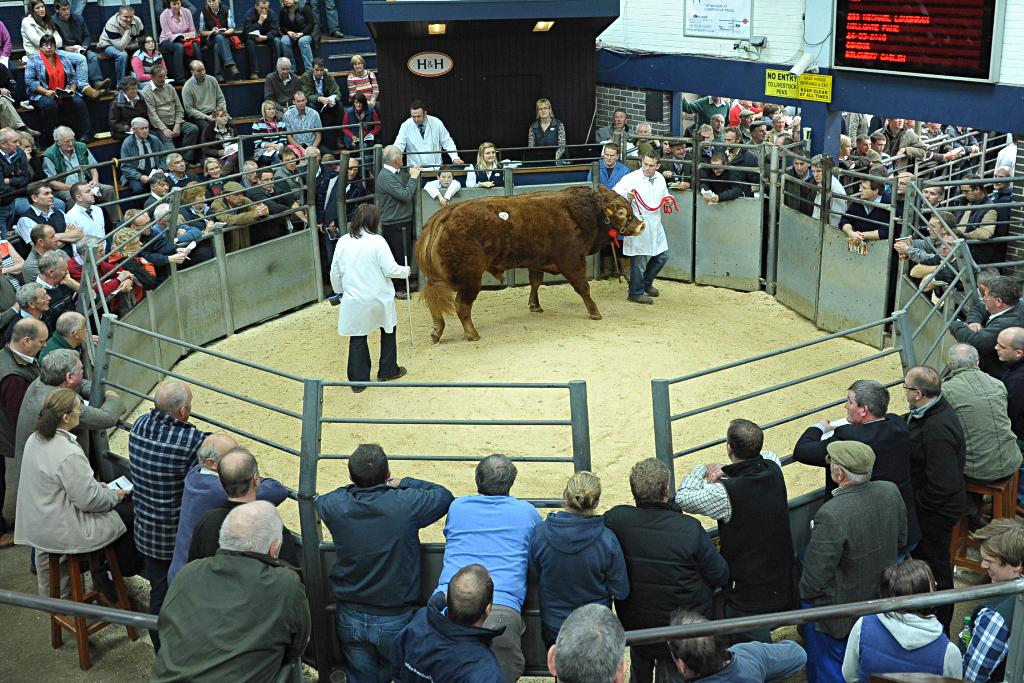 British Limousin tweet media