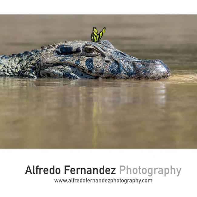 Alfredo Fernandez (AlfredoFPhoto) Twitter