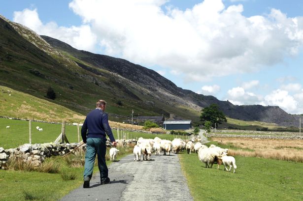 Wifi sheep and internet-enabled riverbanks? It's all happening in Conwy: bit.ly/1yfvbF2