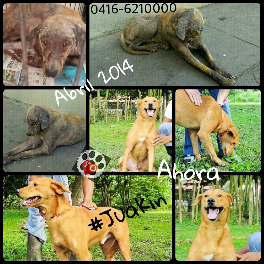 diarioadopta's tweet photo. ¿Recuerdan a #Juakin? Este luchador aigue buscando un #HogarDefinitivo ¿Te ánimas? http://t.co/HpInm0fKRl