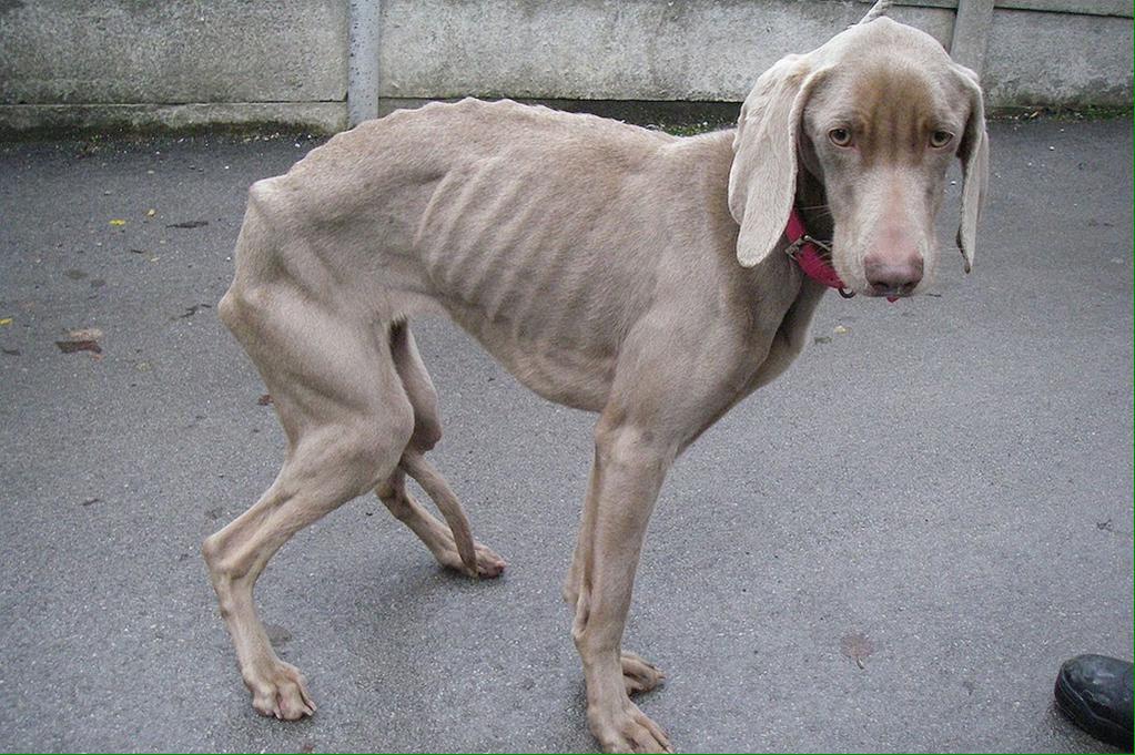 Money_Mania_YT's tweet photo. For every RT this gets, @pedigreeUS donates a bowl of food to starving dogs!! RETWEET it takes 2 secs🐶 #tweetforbowls http://t.co/TEs4VDR51n