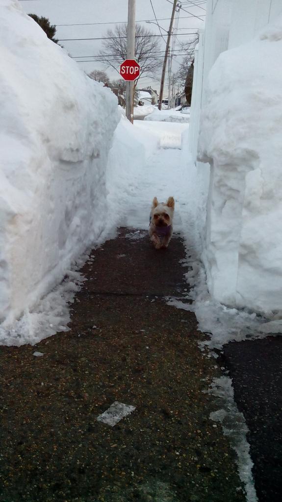 4oem_llc's tweet photo. Mammoth snow mountain is not a threat to a little Yorkshire 

Bring it on, we are ready for more snow http://t.co/kQZ9I0zFmV